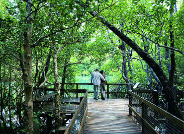 Daintree Rainforest