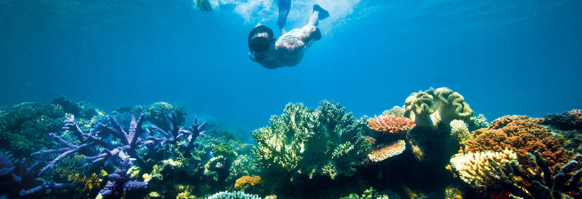 Great Barrier Reef Tours